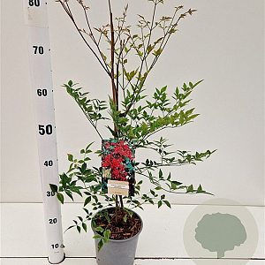 Nandina d. 'Richmond' 40-50 cm 2,5L