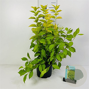 Philadelphus cor. 'Aureus' 25-30 cm 2,0L