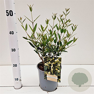 Phillyrea angustifolia 40-50 cm 2,5L