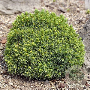 Picea gl. 'Alberta Globe' GM 2,0L