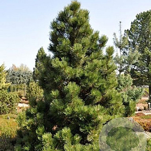 Pinus heldreichii GM 10L