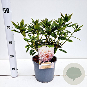 Rhododendron 'Dora Amateis' 30-40 cm 3,0L