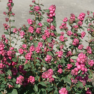 Symphoricarpos Magical Temptation 25-30 cm 2,0L