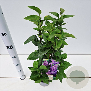 Syringa v. 'Ruhm von Horstenstein' 30-40 cm 2,5L