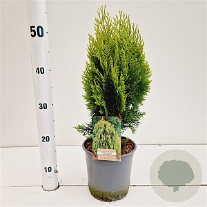 Thuja occ. 'Aurea Nana' 30-40 cm 2,5L