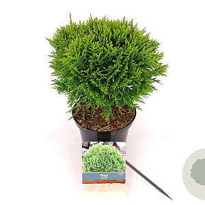 Thuja occ. 'Danica' 20-25 cm 2,0L