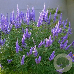 Vitex Magical Summertime Blues 10-15 cm 2,0L