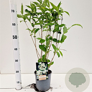 Weigela 'Candida' 30-40 cm 2,5L