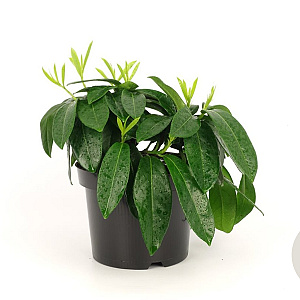 Prunus l. 'Mount Vernon' 20-30 cm 3,0L