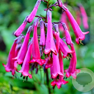 Phygelius 'Crosnoque' 30-40 cm 3,0L