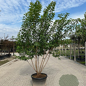 Acer tataricum ginnala 300-350 cm cont. 130L