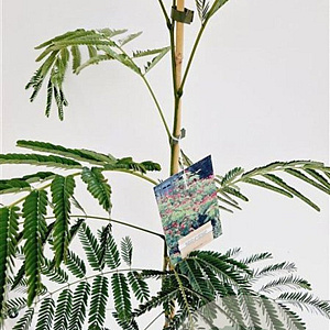 Albizia julibr. 'Rouge de Tuilière' 80-100 cm 3,0L