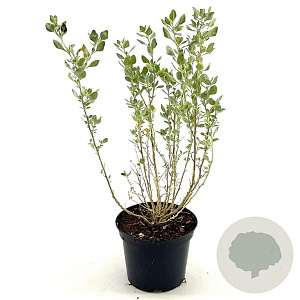 Atriplex halimus 25-30 cm 2,0L