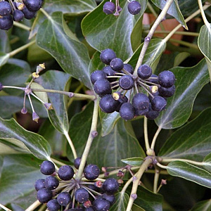 Hedera colchica 'Fall Favourite' GM C3