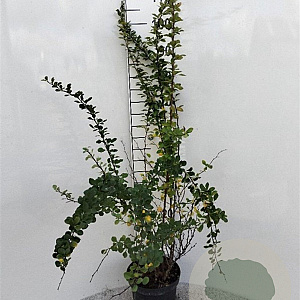 Berberis thunbergii 60-80 cm 5,0L