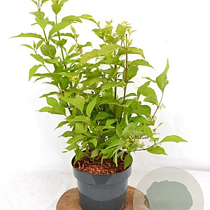 Callicarpa bod. Magical Snow Queen 40-50 cm 3,0L