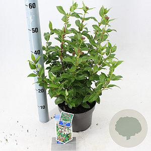 Viburnum tinus 30-35 cm 3,0L