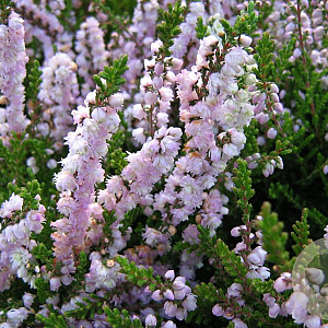 Calluna v. 'Radnor' 15 cm P15