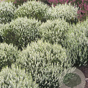 Calluna v. 'Stefanie' 15 cm P15