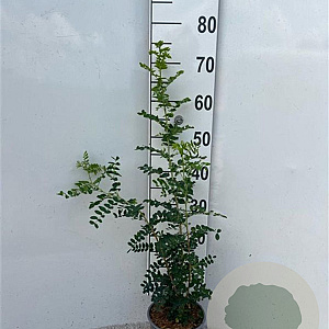 Caragana arborescens 60-100 cm 2,0L