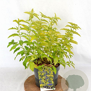 Caryopteris cland. Hint of Gold 30-40 cm 3,0L
