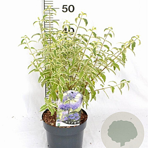 Caryopteris cland. 'White Surprise' 30-40 cm 3,0L