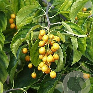 Celastrus orb. 'Hercules' 200-250 cm 10L met stok