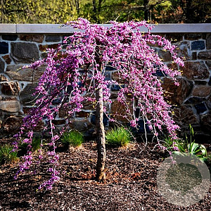 Cercis can. 'Traveller' 200-250 cm 20L geveerd
