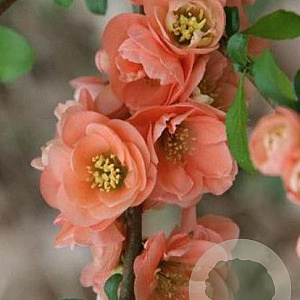 Chaenomeles sup. 'Cameo' 80-100 cm 20L 3 stok
