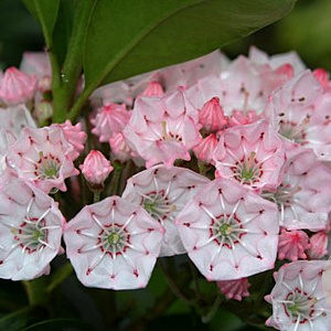 Kalmia lat. 'Big Boy' 40-50 cm 10L