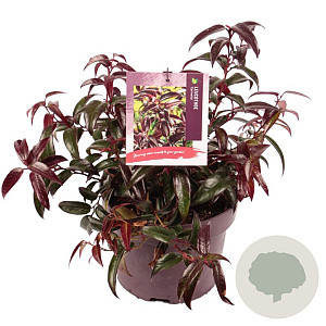 Leucothoe Carinella 20-25 cm 5,0L