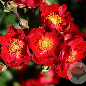 Rosa (F) Bassino GM C1.5 eigen wortel