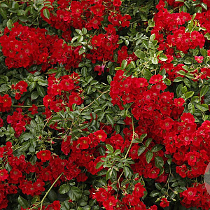 Rosa (T) Sommerabend GM C1.5 eigen wortel