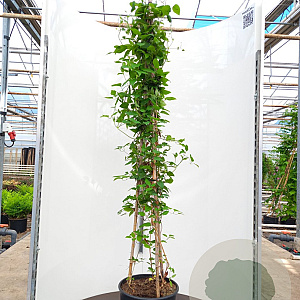 Clematis 'Jackmanii' 175-200 cm 20L 3 stok