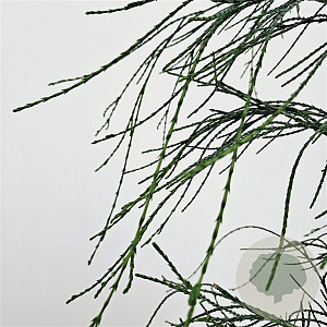 Chamaecyparis l. 'Drooping Solo' 40-50 cm 3,0L