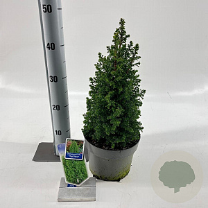 Chamaecyparis t. 'Top Point' 25-30 cm 3,0L