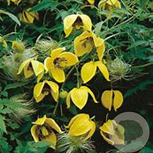 Clematis 'Bill MacKenzie' 80 cm rozenpot 2L