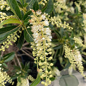 Clethra barbinervis Great Star 100-125 cm 20L