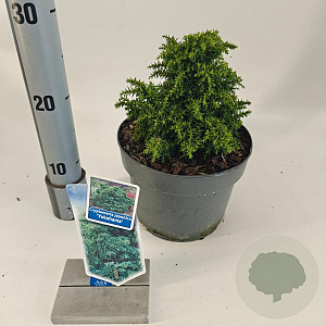 Cryptomeria j. 'Yokohama' 20-25 cm 3,0L