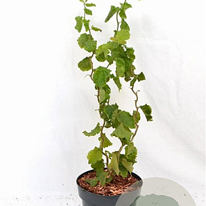 Corylus a. 'Twister' 40-60 cm 3,0L