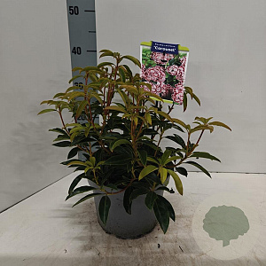 Kalmia lat. 'Carousel' 25-30 cm 4,0L