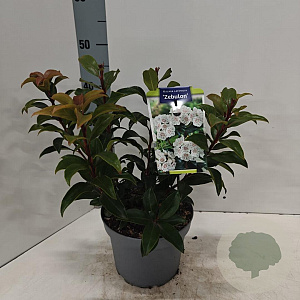 Kalmia lat. 'Zebulon' 25-30 cm 4,0L