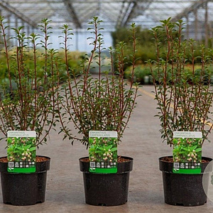 Enkianthus campanulatus 30-40 cm 3,0L