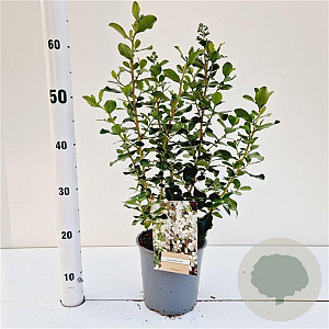 Escallonia 'Iveyi' 30-40 cm 2,5L