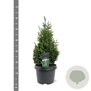 Thuja occ. 'Hurricane' 40-50 cm 3,0L