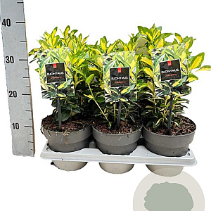 Euonymus jap. 'Gold Queen' 15-20 cm C1 6 tak