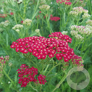 Achillea m. New Vintage Red GM P9