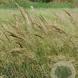 Achnatherum calamagrostis 'Lemperg' GM P9