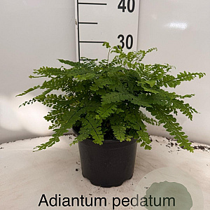 Adiantum pedatum 'Imbricatum' 20-25 cm 2,0L