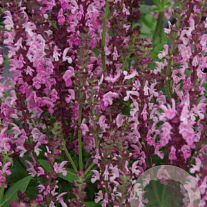 Salvia nem. S. Medium Deep Rose GM P9